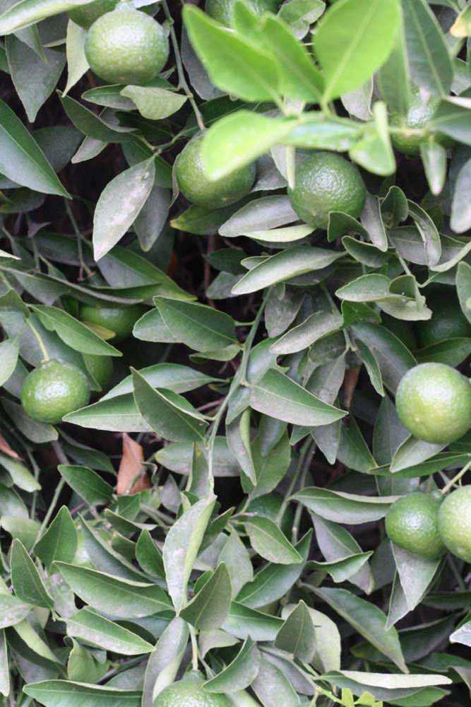              Sun leaves (Riverside, CA)       